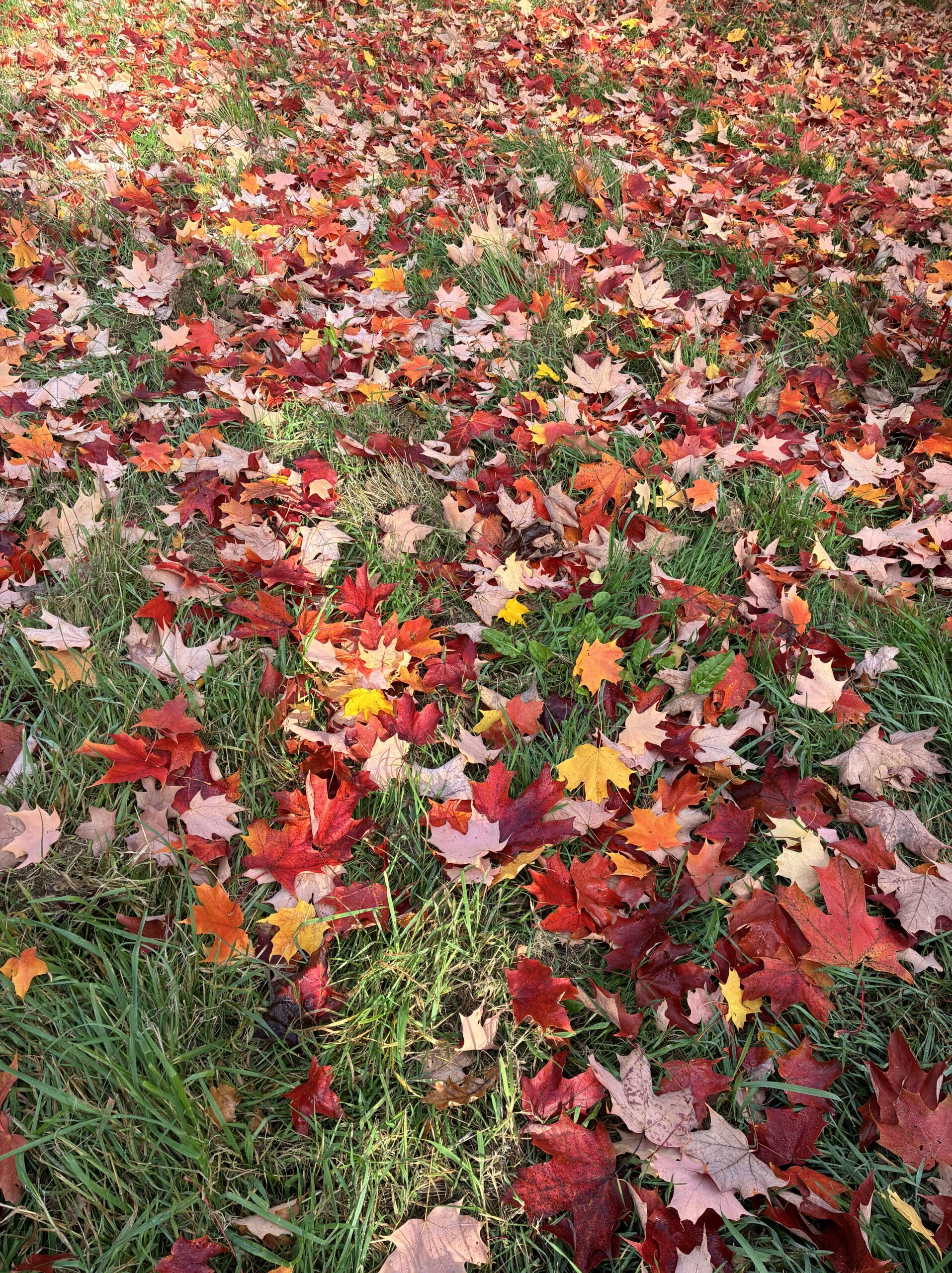 feuille automne le perche